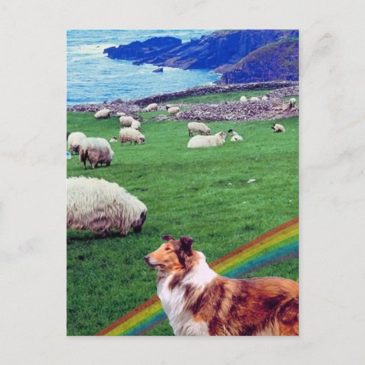 4.  Ierse kusten, collie en kudde schapen #2 Briefkaart (Voorkant)