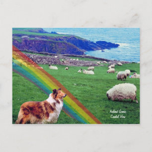 4.  Ierse kusten, collie en kudde schapen Briefkaart