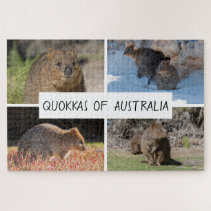 4-in-1 Quokka van Australië Dier, 1014 stuks Legpuzzel