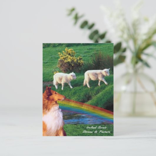 4.  Ireland Stream with Collie and Sheep Briefkaart (Staand voorkant)