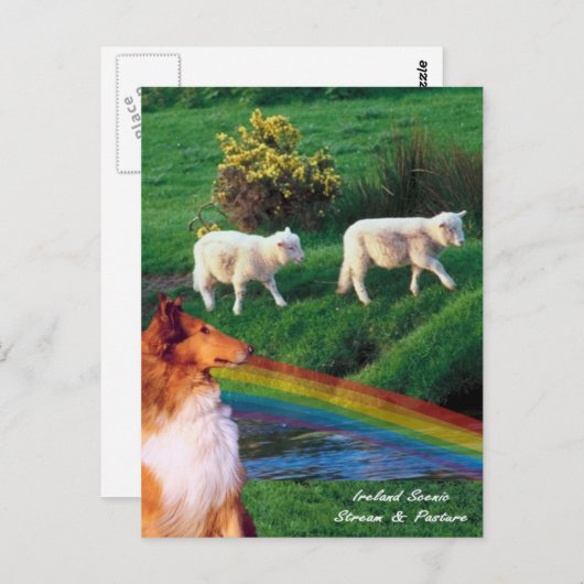 4.  Ireland Stream with Collie and Sheep Briefkaart (Voorkant / Achterkant)