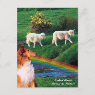 4. Ireland Stream with Collie and Sheep Briefkaart