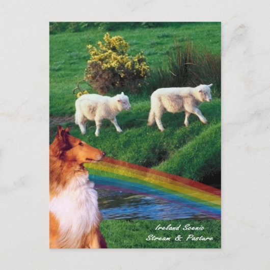4.  Ireland Stream with Collie and Sheep Briefkaart (Voorkant)