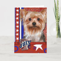4 juli Firecracker - Yorkshire Terrier