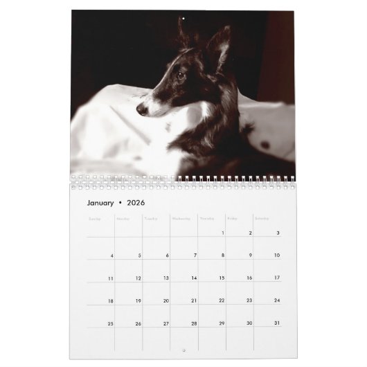 4 Kalender voor Silken Windhound-Puppies 2016 (Jan 2026)
