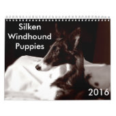 4 Kalender voor Silken Windhound-Puppies 2016 (Hoes)