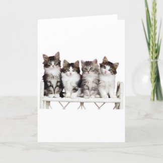 4 kittens op een bankje kaart