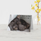 4 Kittens op een leuke Kaart (Gele Bloem)