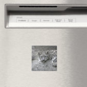 4 maanden oude sneeuwluipaardjong gedrapeerd over magneet (Insitu (Vaatwasser))