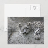 4 maanden oude sneeuwluipkuil over een rots briefkaart (Voorkant / Achterkant)