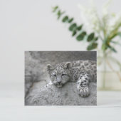 4 maanden oude sneeuwluipkuil over een rots briefkaart (Staand voorkant)