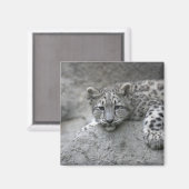 4 maanden oude sneeuwluipkuil over een rots magneet (Voorkant / Achterkant)