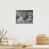 4 maanden oude sneeuwluipkuil over een rots poster (Keuken)