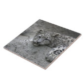 4 maanden oude sneeuwluipkuil over een rots tegeltje (Zijkant)