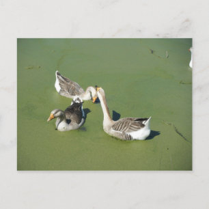4 maart (59) Briefkaart