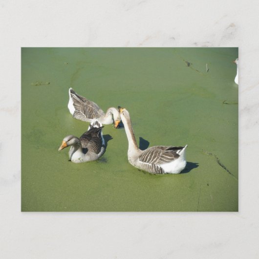 4 maart (59) Briefkaart (Voorkant)