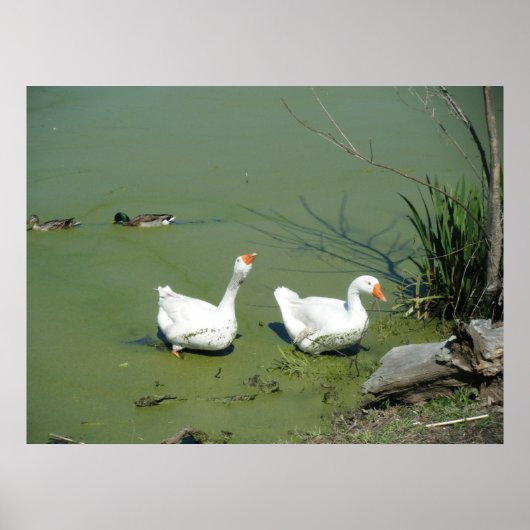 4 maart (60) Poster (Voorkant)