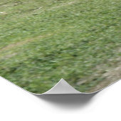 4 maart: Park Ducks Poster (Hoek)