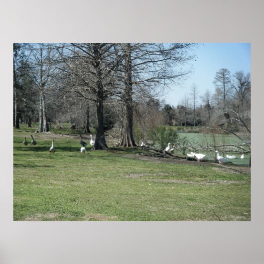 4 maart: Park Ducks Poster (Voorkant)