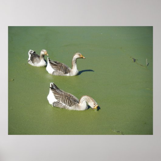 4 maart_Swamp Ducks #2 Poster (Voorkant)