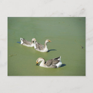 4 maart - Swamp Ducks Briefkaart