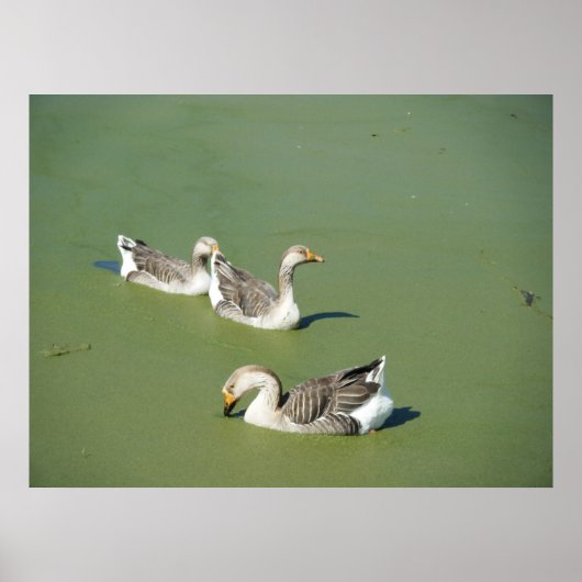 4 maart_Swamp Ducks Canvas Poster (Voorkant)
