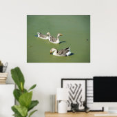 4 maart_Swamp Ducks Canvas Poster (Thuiskantoor)