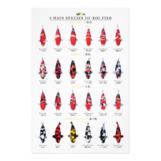 4 main species of koi fish foto afdruk