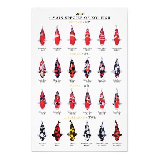 4 main species of koi fish foto afdruk (Voorkant)