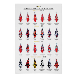 4 main species of koi fish perfect poster