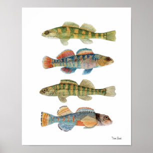 4 Vaak Darter Species Poster