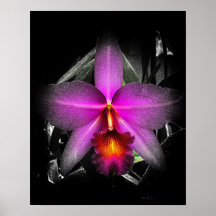 4 x5 zwart orchidee Ratio Afdruk Img5506