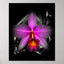 4 x5 zwart orchidee Ratio Afdruk Img5506 Poster
