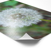 4 x 6-inch mooie andelion foto afdruk (Hoek)