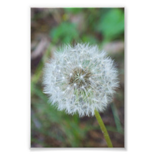 4 x 6-inch mooie andelion foto afdruk