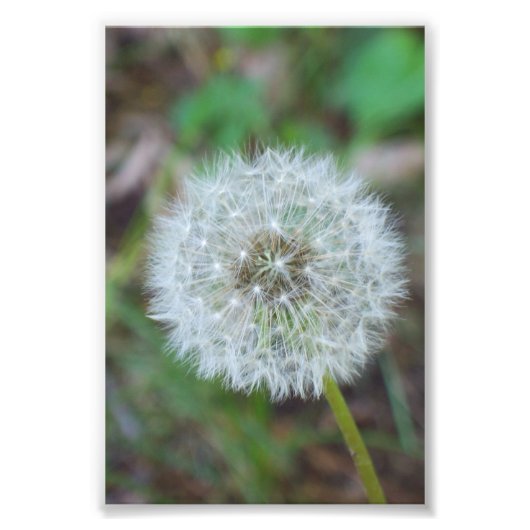 4 x 6-inch mooie andelion foto afdruk (Voorkant)