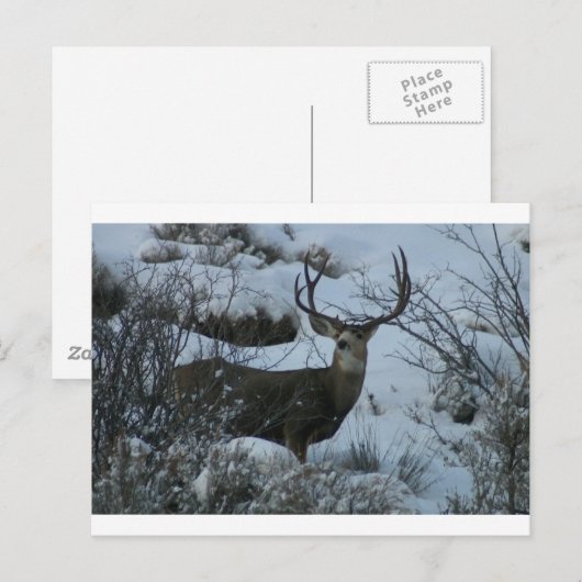 4X4-mijt Briefkaart (Voorkant / Achterkant)