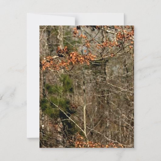 4x5 FLAT - Hartelijk dank voor uw kaart Deer Coupl (Achterkant)