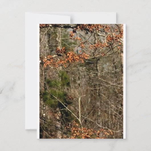 4x5-richtingenkaart Deer Couple Doe Buck Camo Kaart (Achterkant)