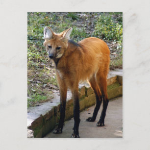 4x6 Briefkaart Sjabloon