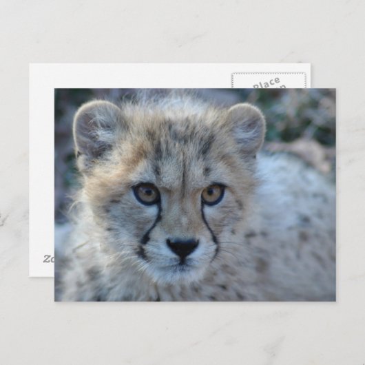 4x6-cheetah briefkaart (Voorkant / Achterkant)