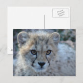 4x6-cheetah briefkaart (Voorkant / Achterkant)