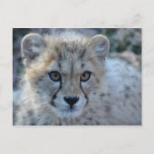 4x6-cheetah briefkaart (Voorkant)