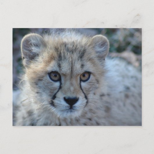4x6-cheetah briefkaart (Voorkant)