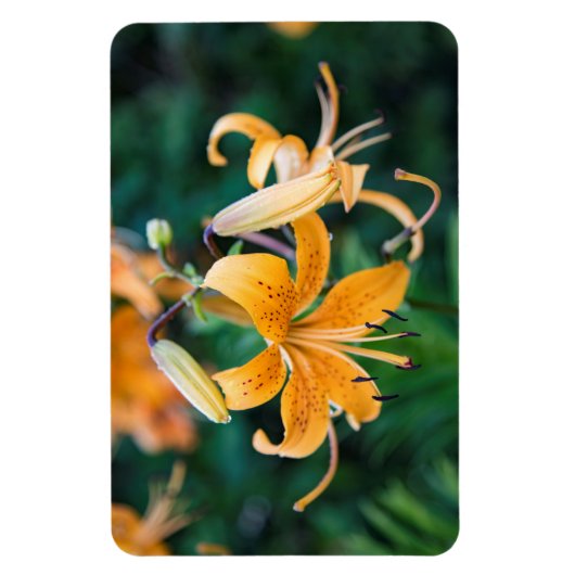 4x6 flat Magnet Magneet (Verticaal)