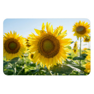 4x6 flat Magnet Magneet