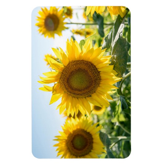 4x6 flat Magnet Magneet (Verticaal)