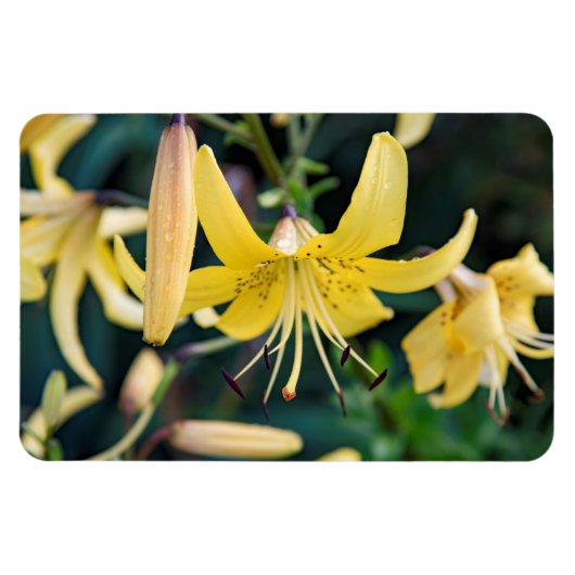 4x6 flat Magnet Magneet (Horizontaal)