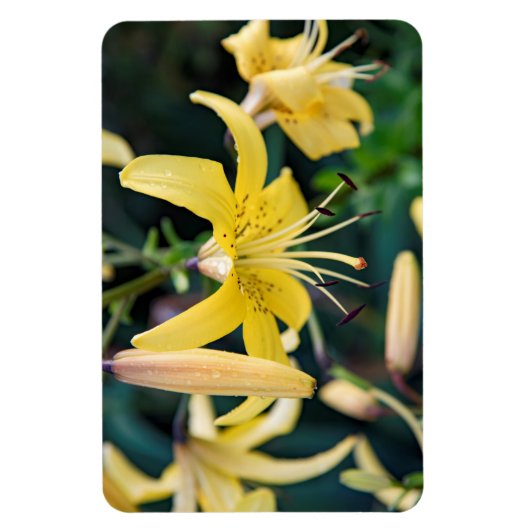 4x6 flat Magnet Magneet (Verticaal)