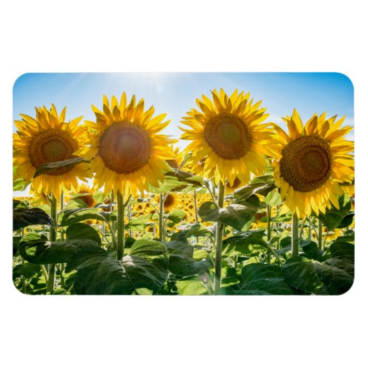 4x6 flat Magnet Magneet (Horizontaal)